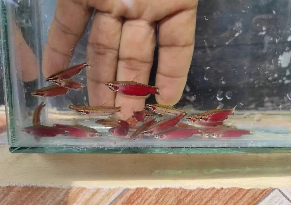 火山鉛筆3公分*單隻