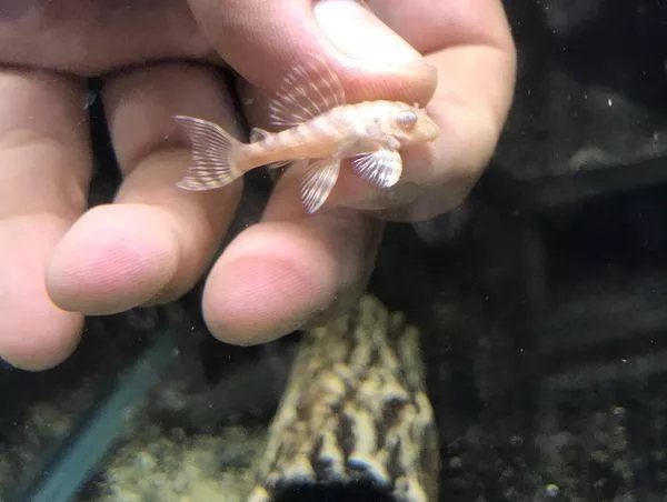 白子黃金帝王迷宮異形3公分*單隻