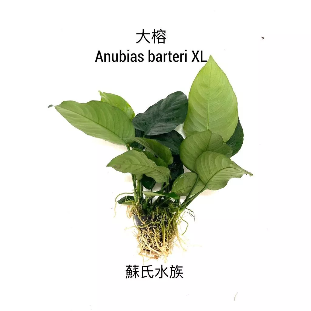 蘇氏水族、嚴選大榕*單盆