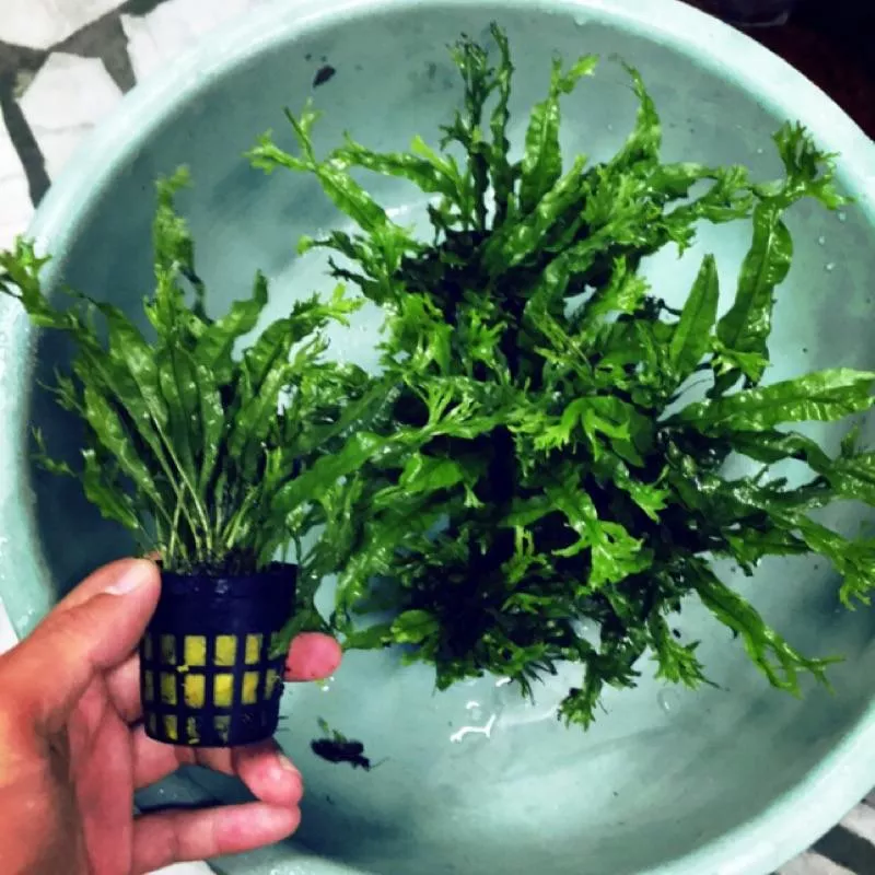 蘇氏水族、鹿角鐵皇冠*盆