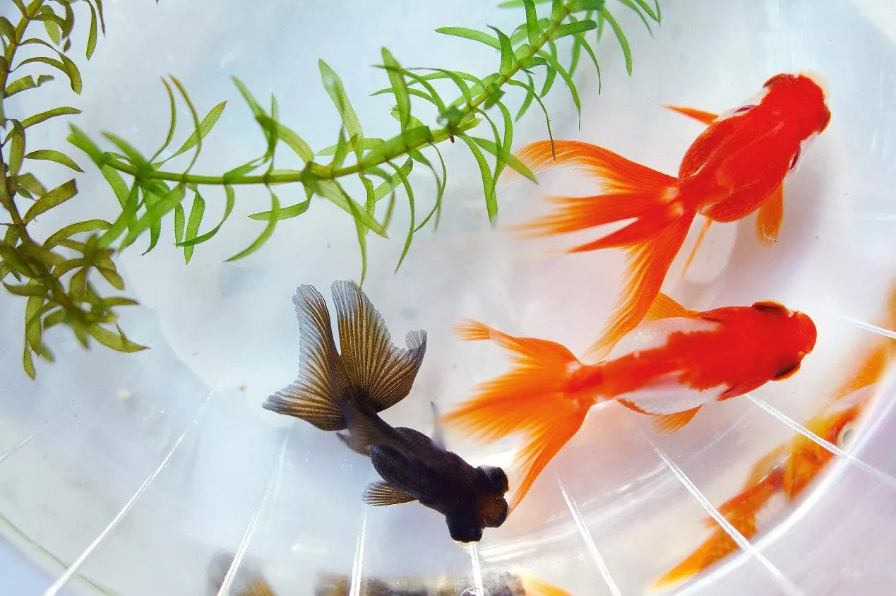 紅琉金金魚4-6公分*單隻