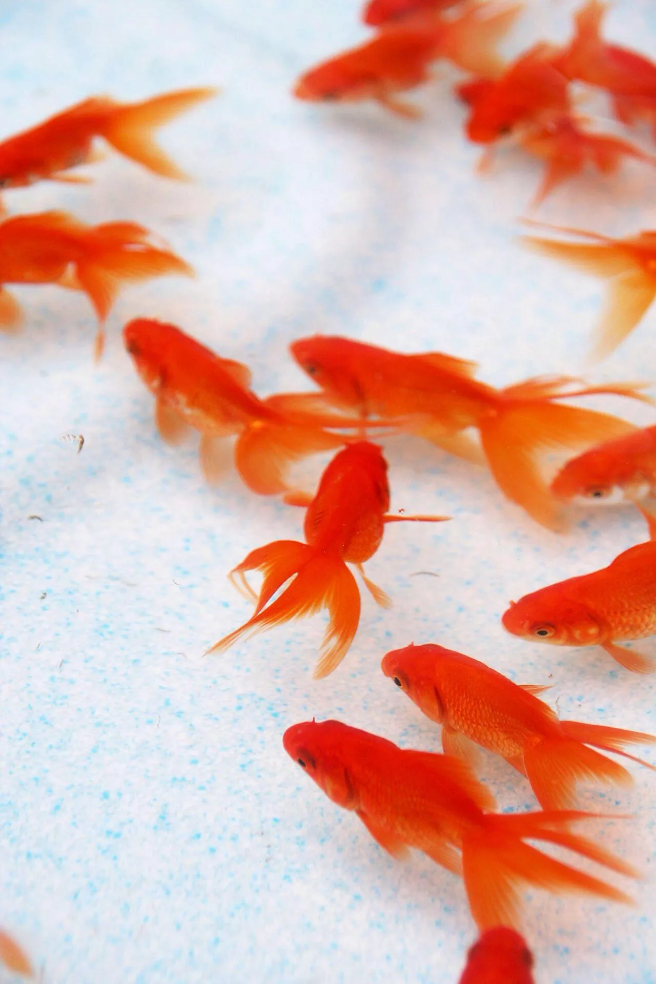 紅琉金金魚4-6公分*單隻
