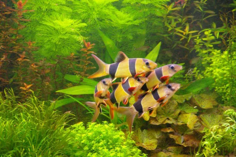 三間鼠11-12公分*單隻