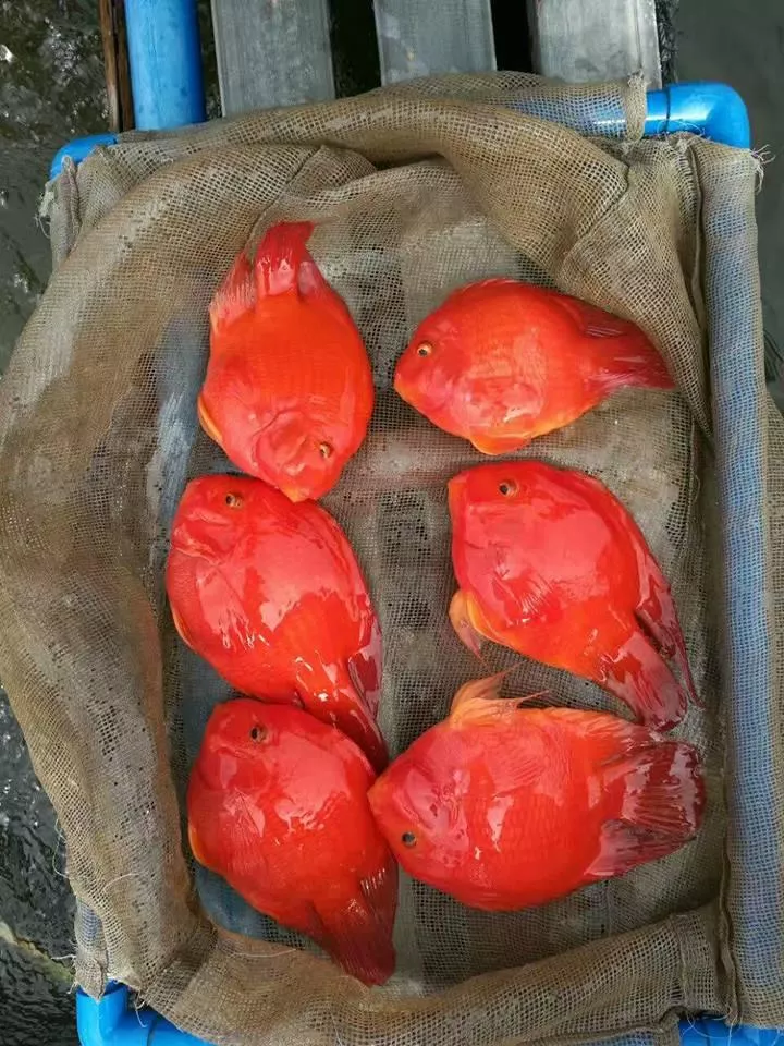 紅元寶15-16公分*單隻