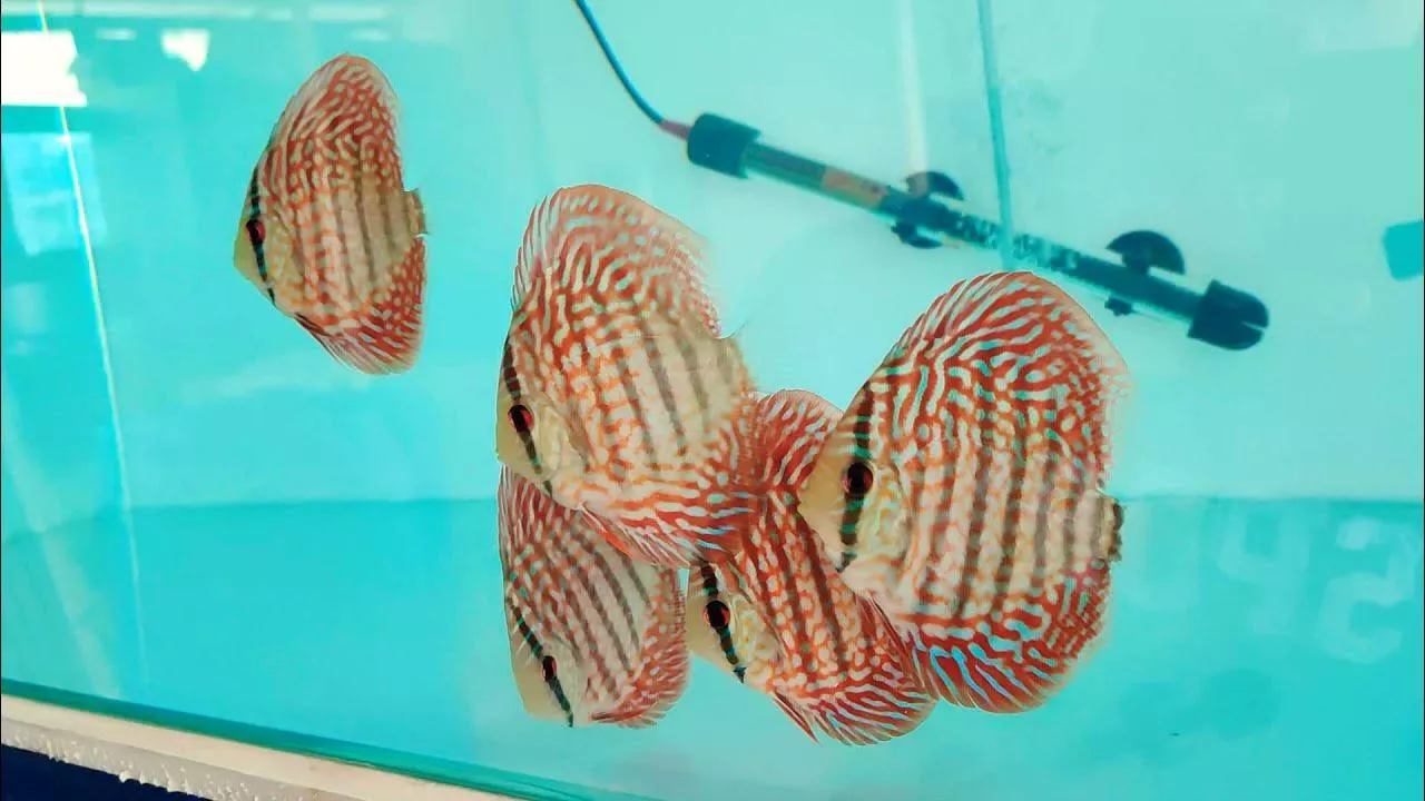 麒麟紅松石七彩神仙2.5吋*單隻