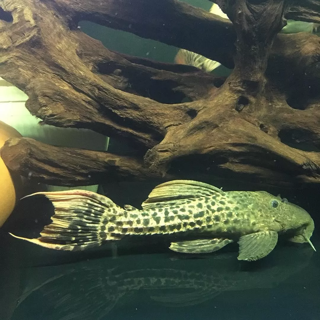 金達尼異形23-24公分*單隻