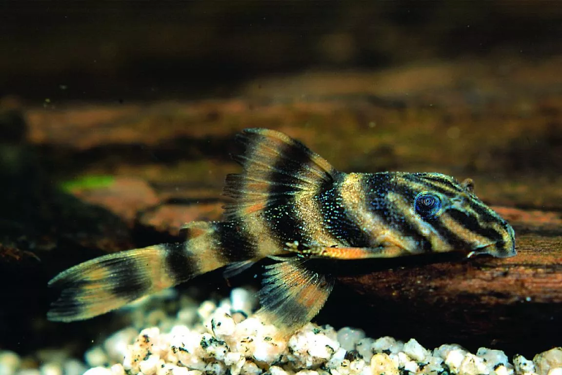 黃金老虎5-7公分*單隻