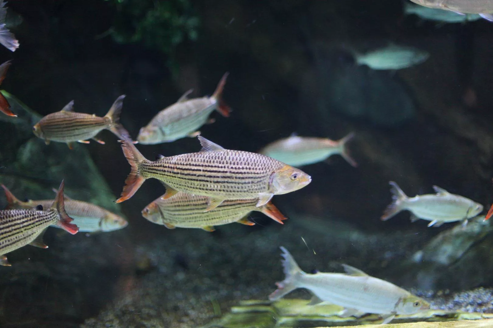 黃金猛魚8-10公分*單隻