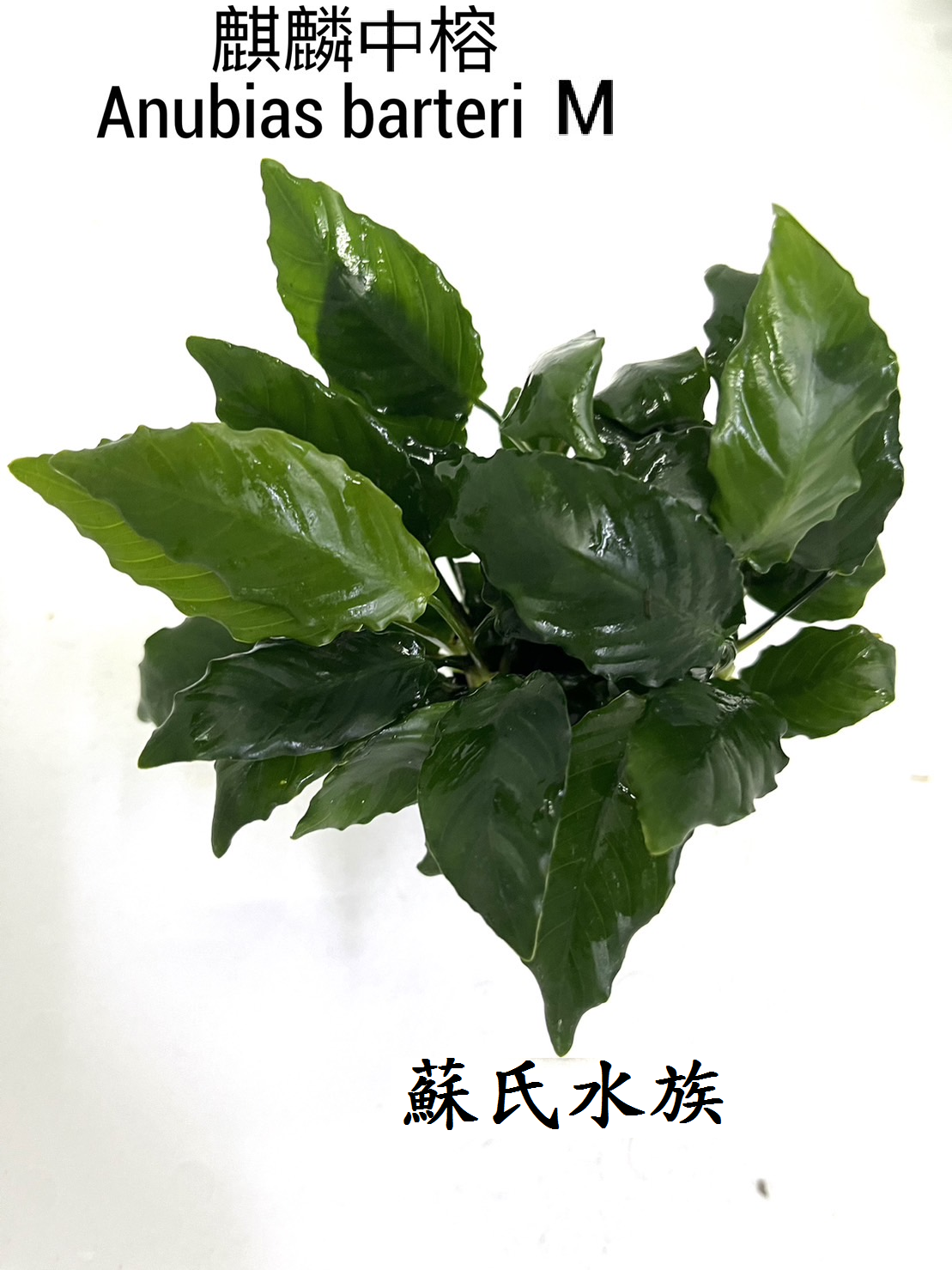 麒麟中榕(新品)*盆、多皺中榕