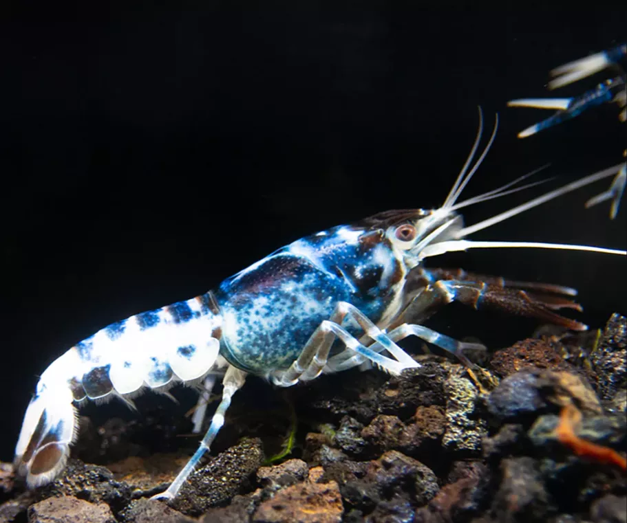 青花瓷螯蝦7-8公分*一對