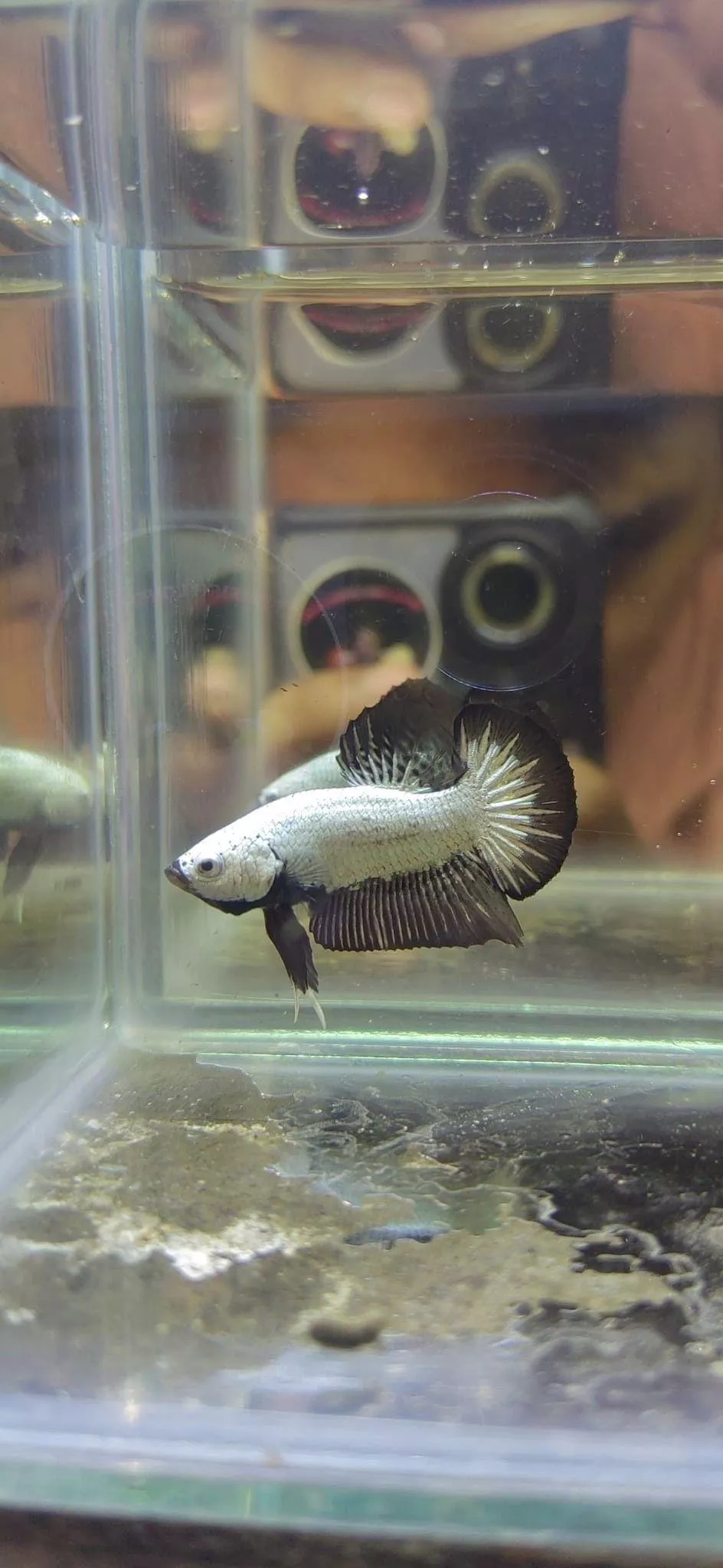 黑龍鱗鬥魚*單隻