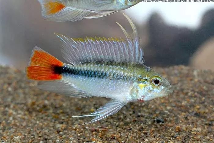 紅尾瑪莫短雕4-5公分*對魚