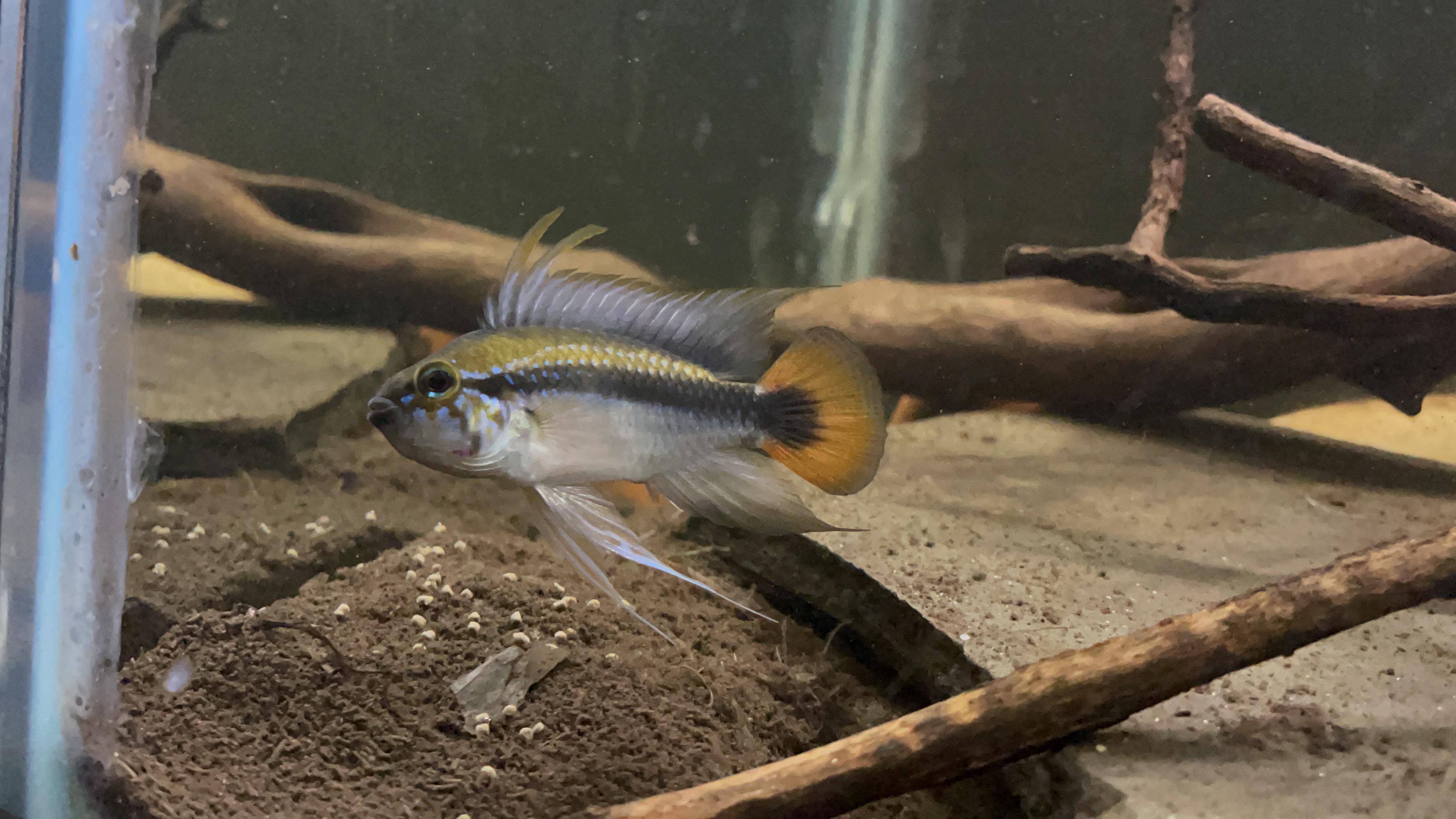 紅尾瑪莫短雕4-5公分*對魚