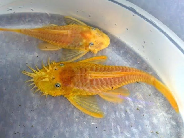 藍眼鬍子6-8公分*對魚