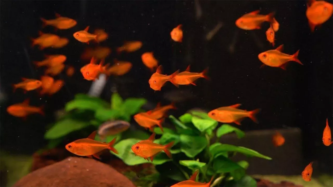 甜心檸檬燈2-3公分*單隻