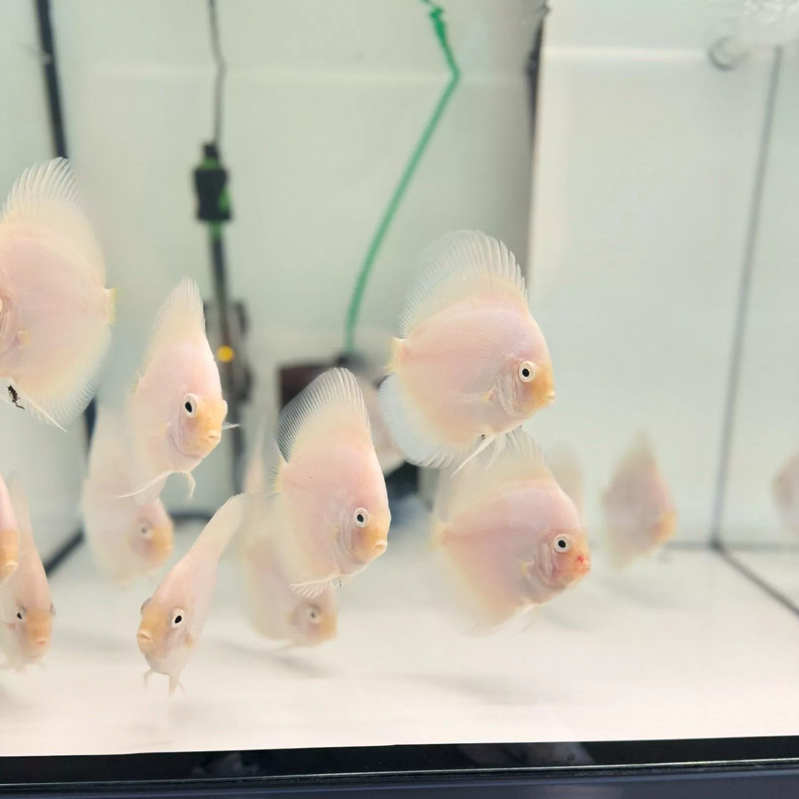 雪玉七彩神仙3-3.5吋*單隻