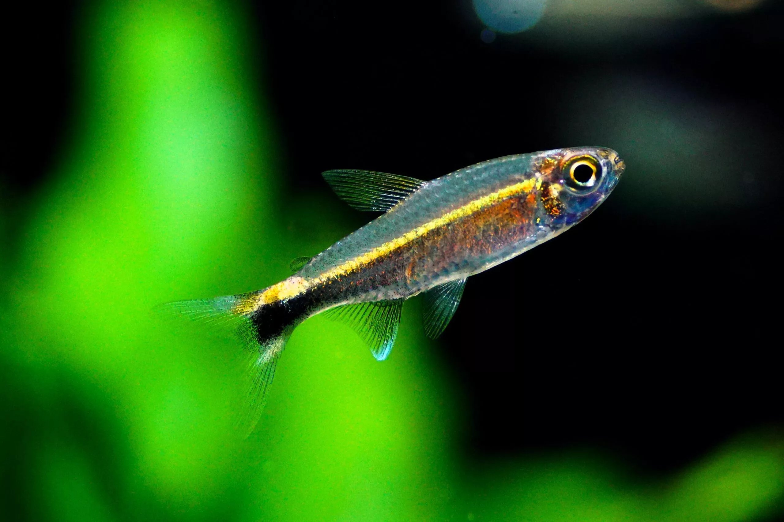 螢火蟲燈2.5-3公分*單隻