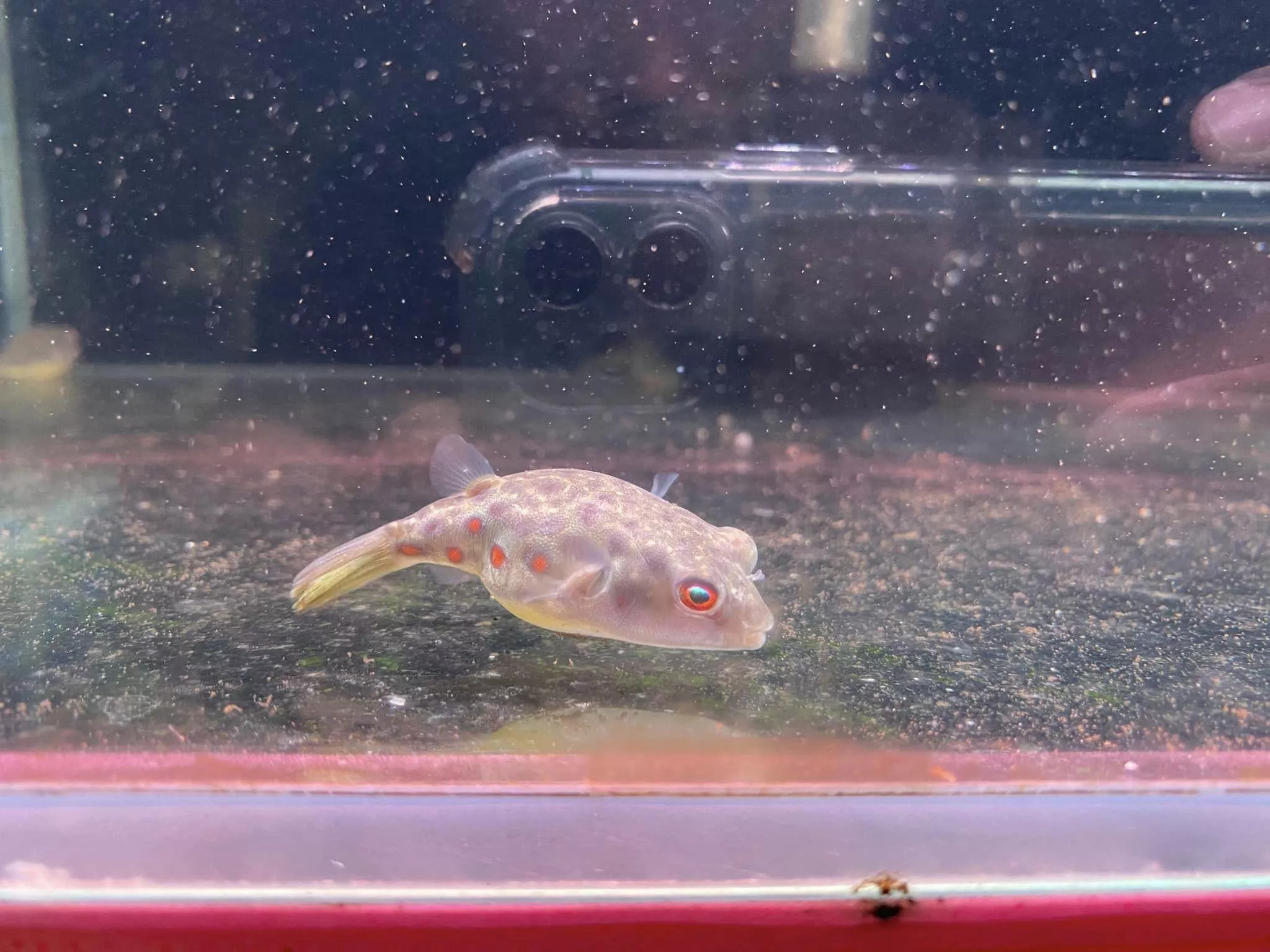 紅圓點狗頭11-12公分*單隻