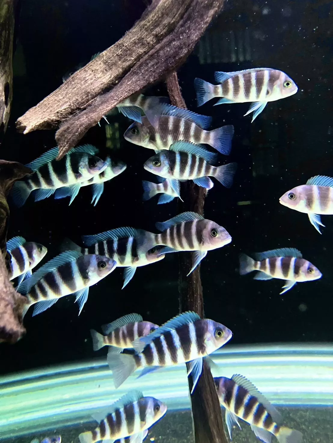 野生魔巴六間5-6公分*單隻(雜線)