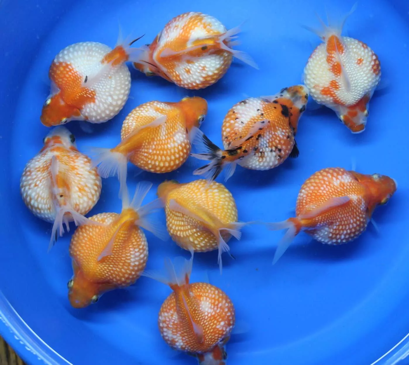 珠鱗3-4公分*單隻