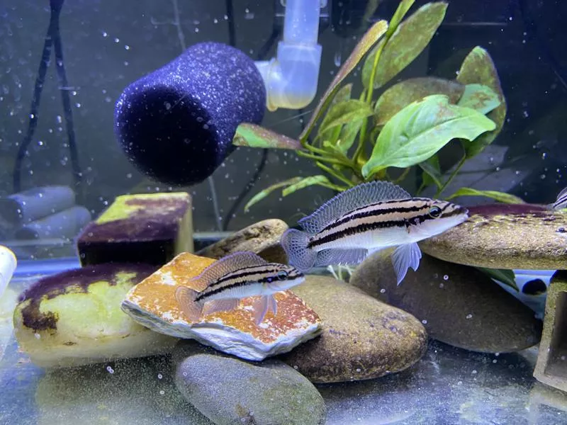 紫杉鳳凰6-8公分*單隻