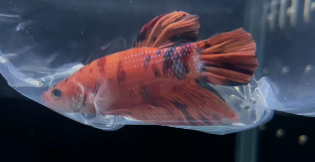 PK巨無霸錦鯉鬥魚*單隻