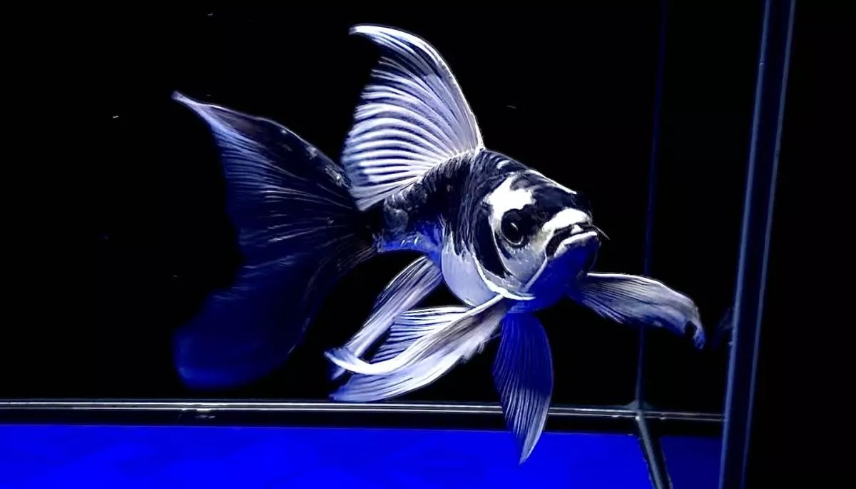 短身瑪雅龍鯉7-9公分*單隻