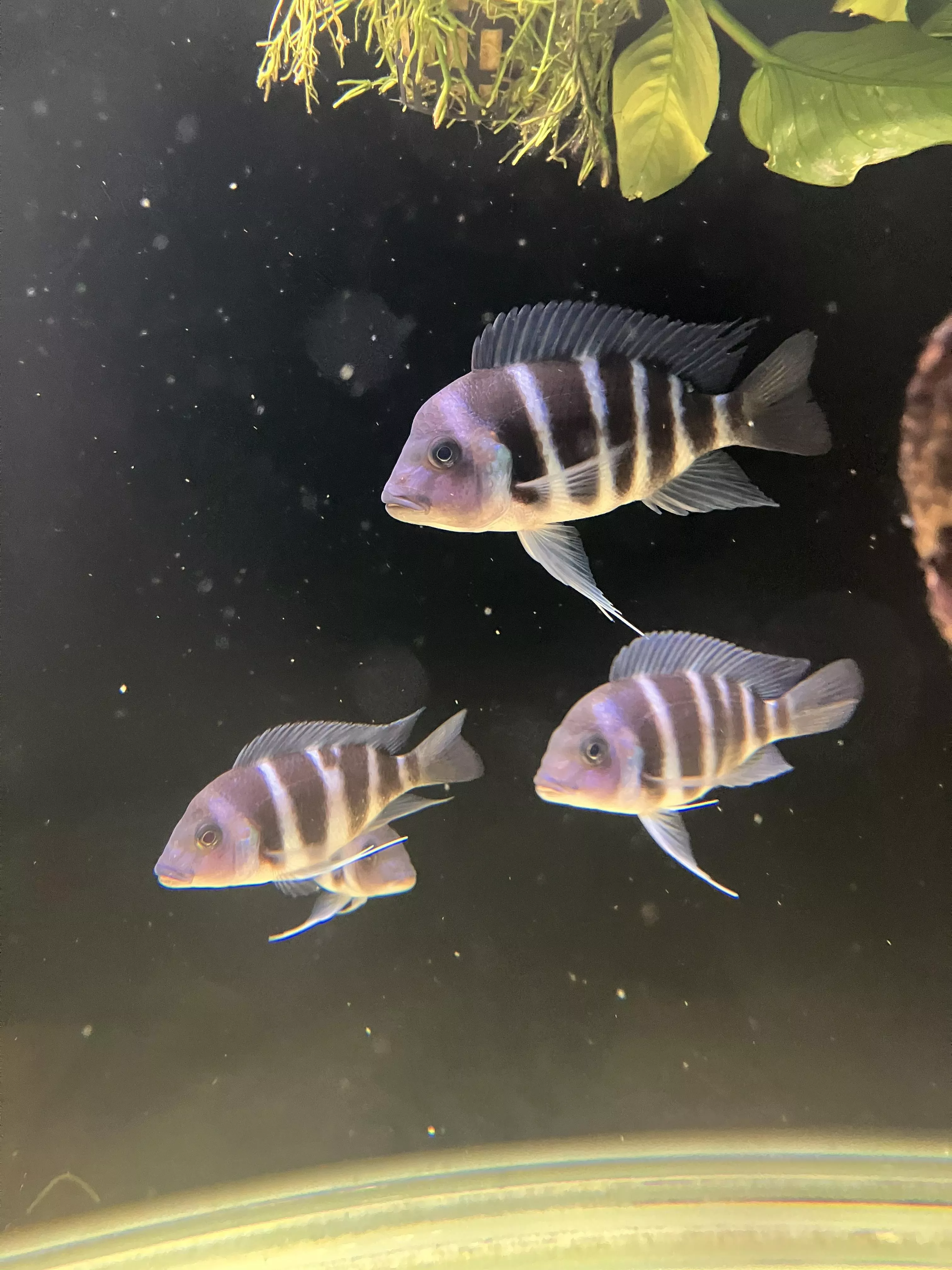 野生魔巴六間10-12公分*單隻(雜線)