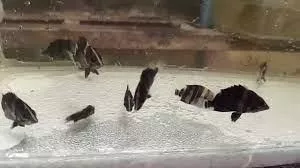 印尼虎苗2-3公分*10隻