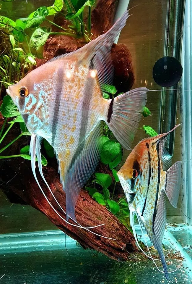 野生祕魯斯卡神仙7-9公分*單隻