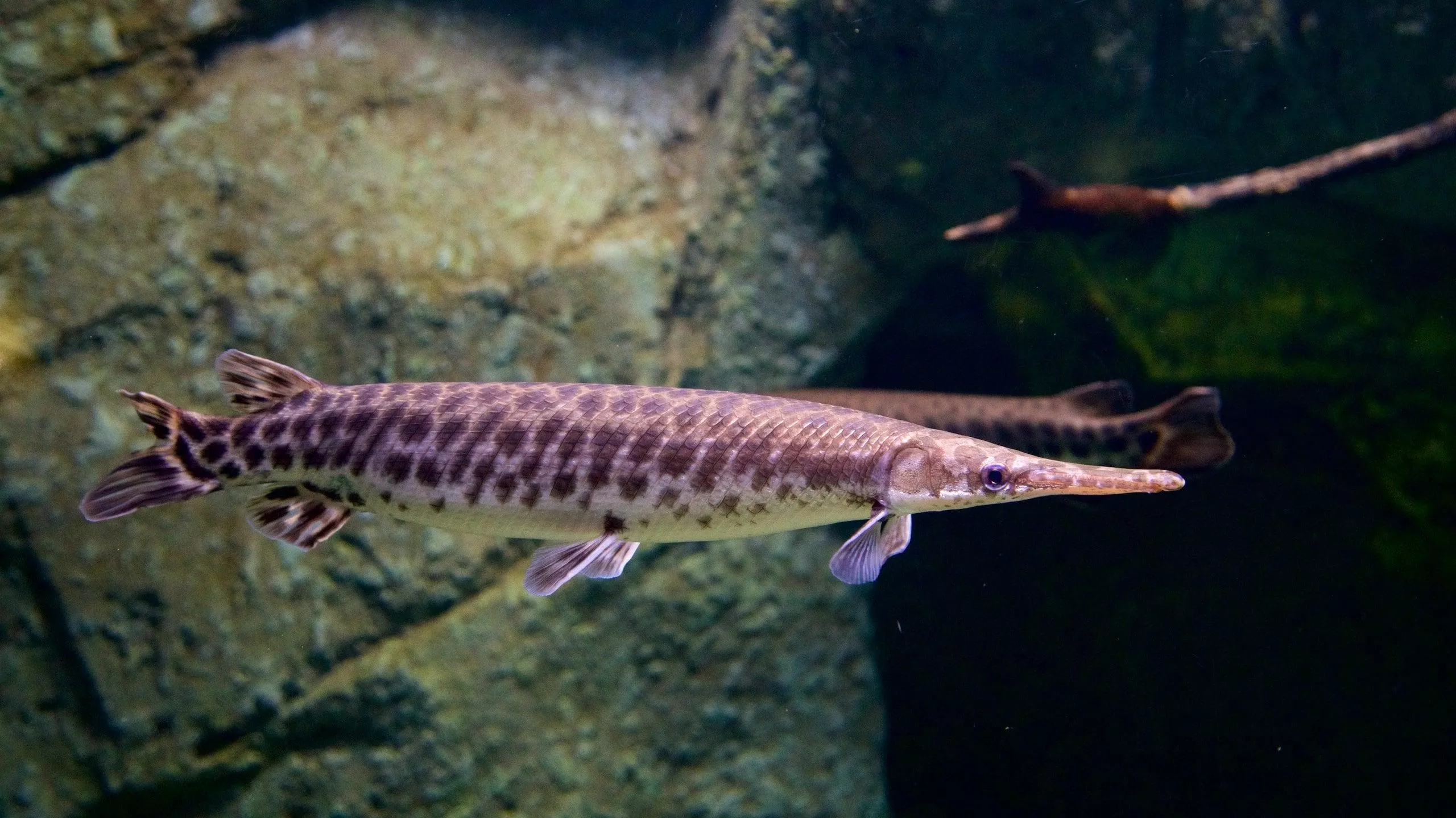 鍊紋火箭12-14公分*單隻