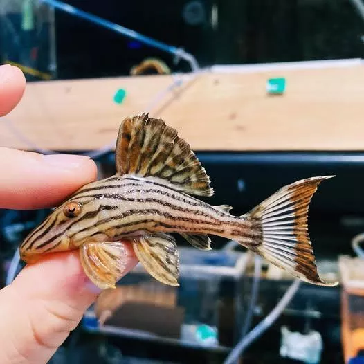 申古白金皇冠豹異形7-8公分*單隻