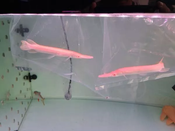 白子幽靈火箭17-21公分*單隻