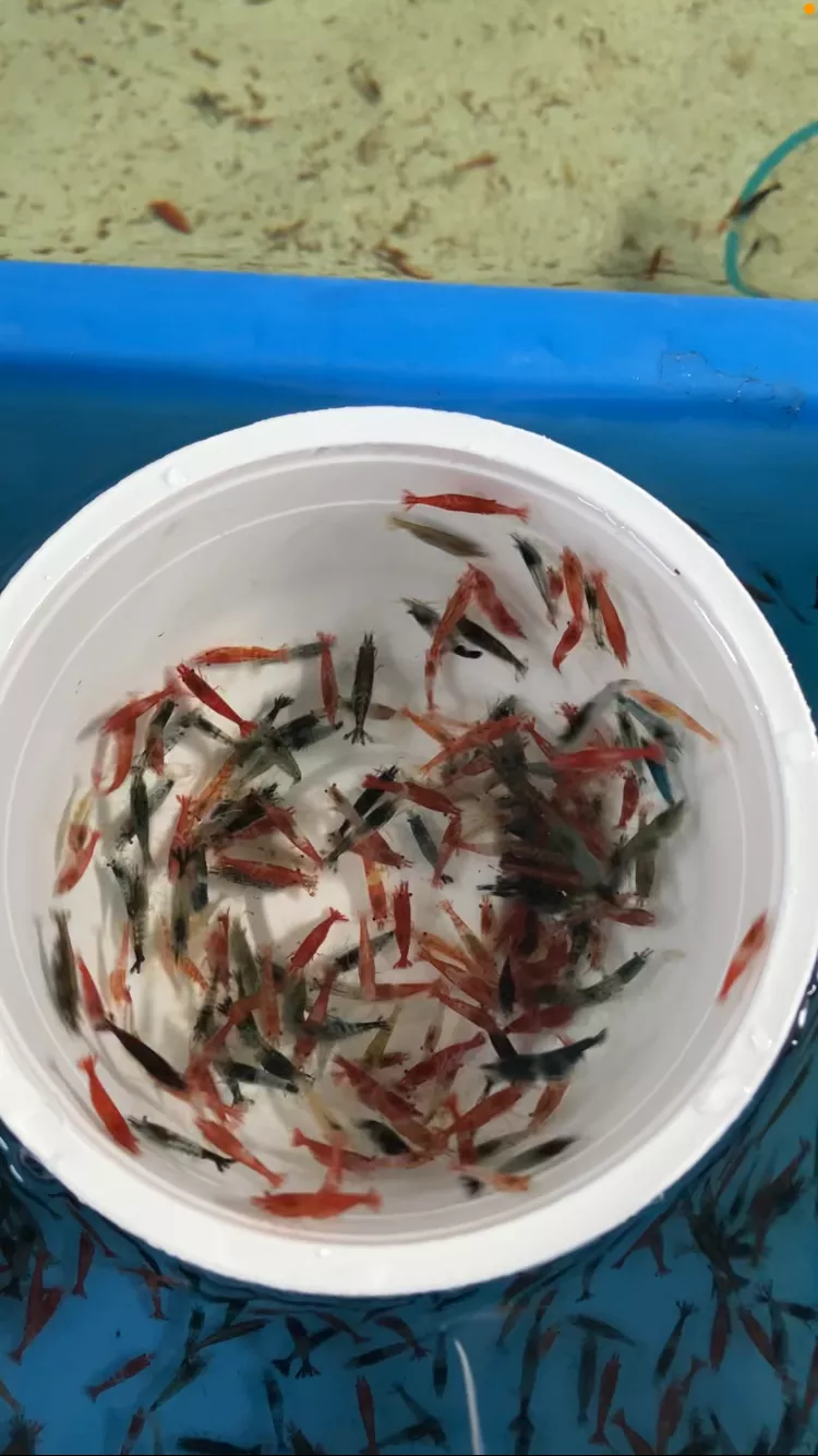 淘汰綜合米蝦1-2公分*單隻