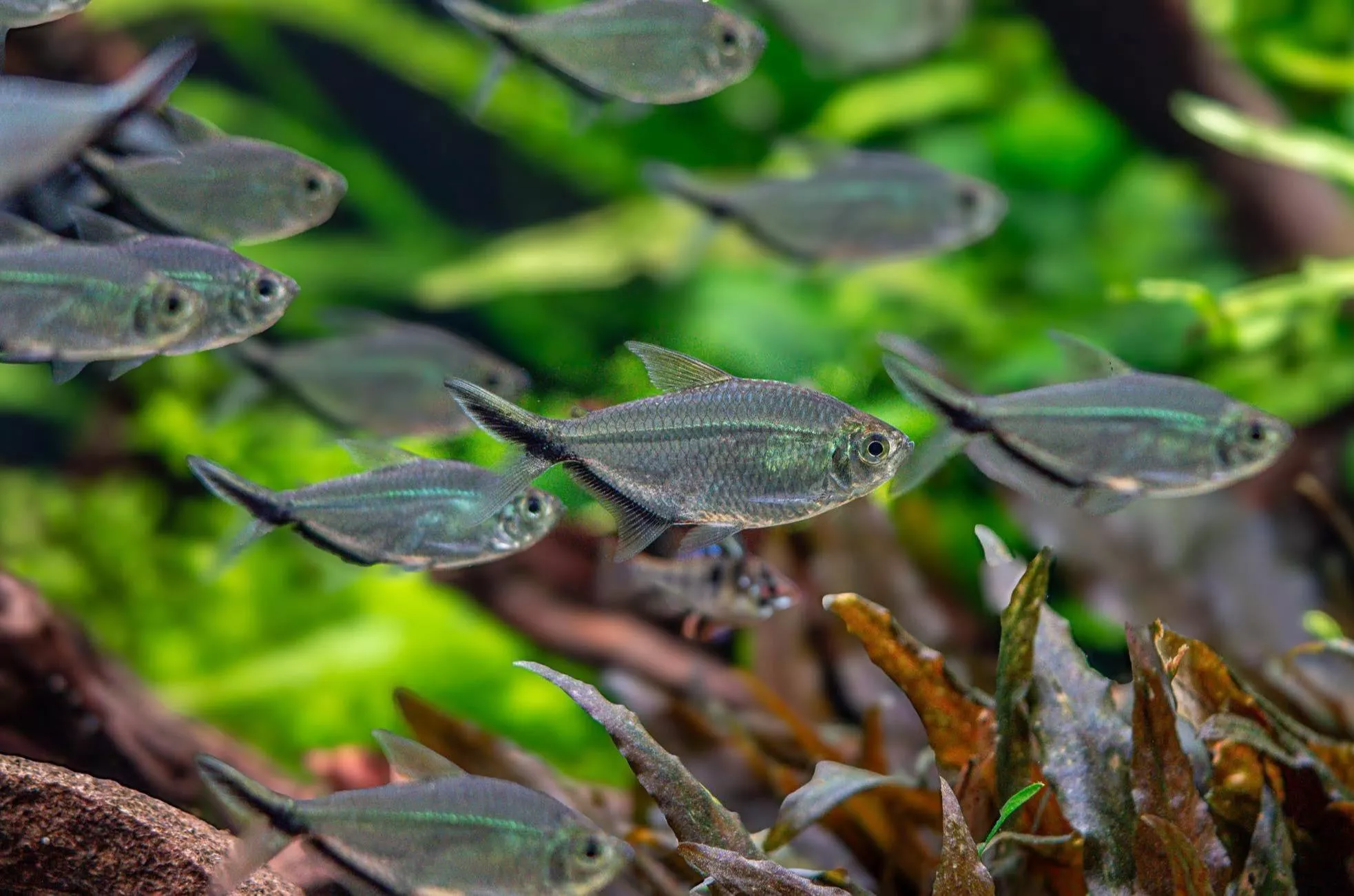 黑尾大勾燈4-5公分*單隻