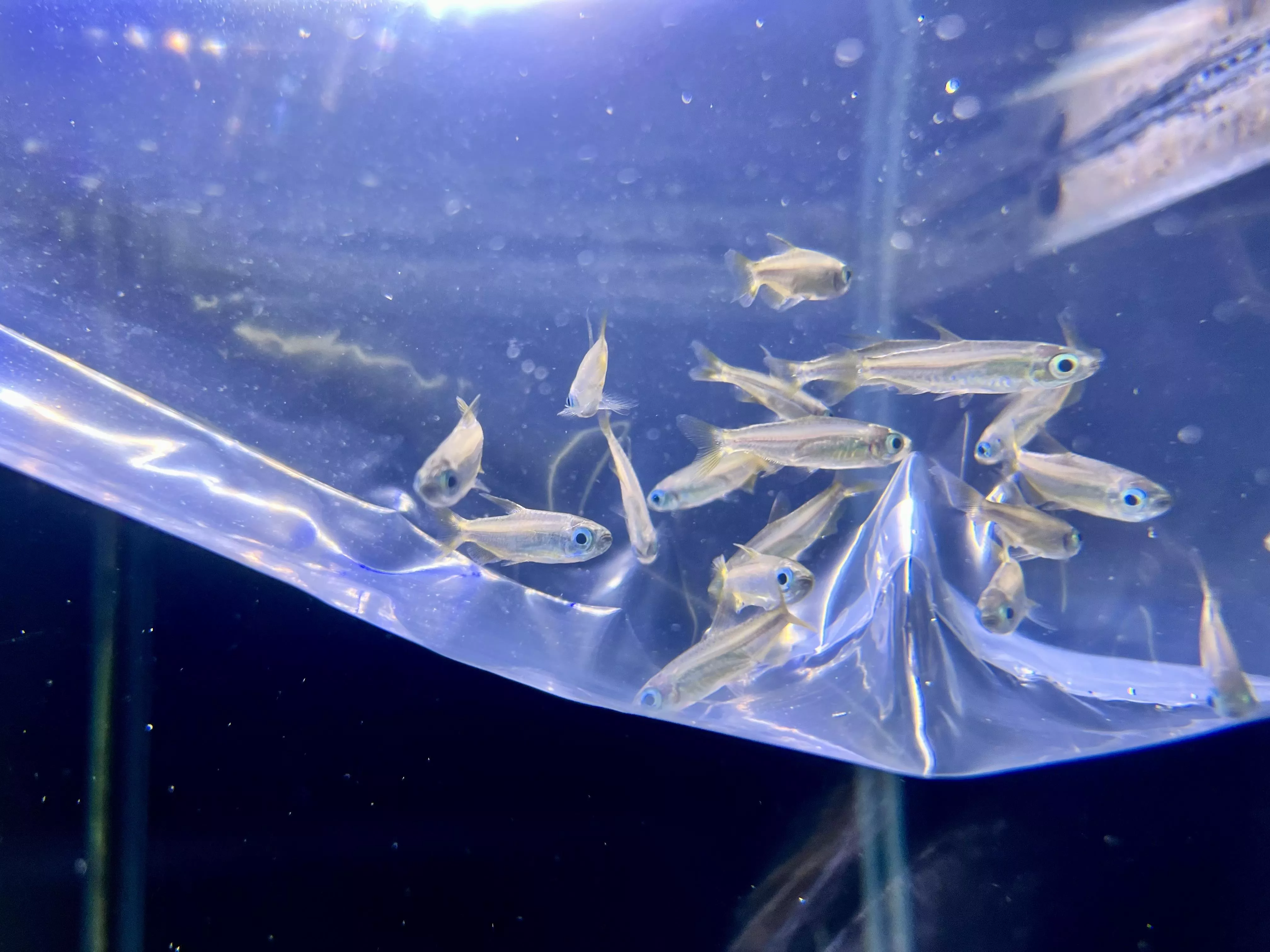 黃金二線剛果3-3.5公分*20隻