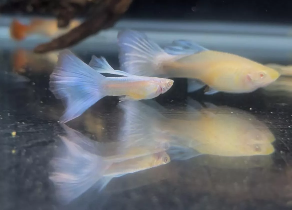 藍尾白子孔雀魚*1對