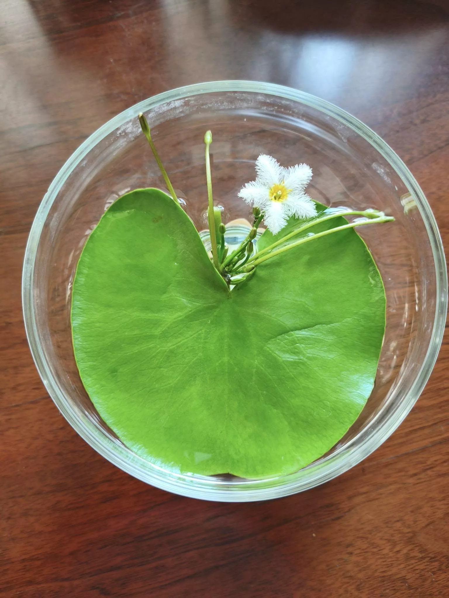 一葉蓮(印度莕菜)