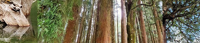 Taiwan Hinoki