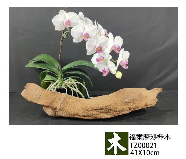 福爾摩沙紅櫸木