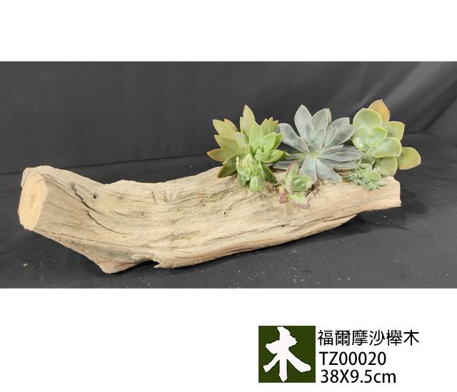 福爾摩沙紅櫸木