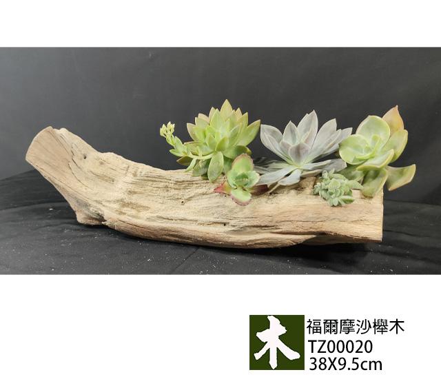福爾摩沙紅櫸木