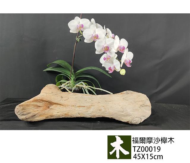 福爾摩沙紅櫸木