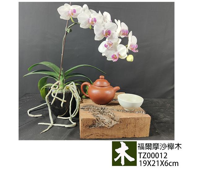 福爾摩沙紅櫸木