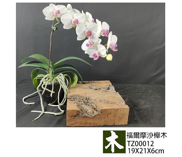 福爾摩沙紅櫸木