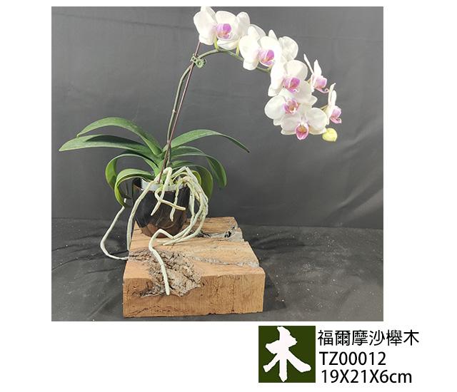 福爾摩沙紅櫸木