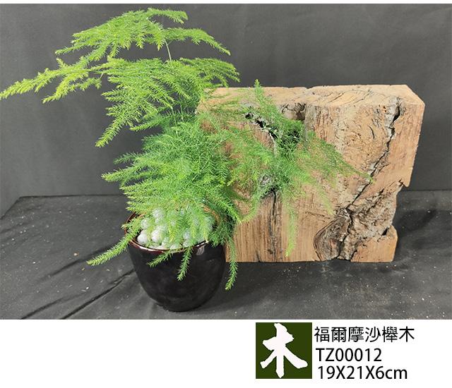 福爾摩沙紅櫸木