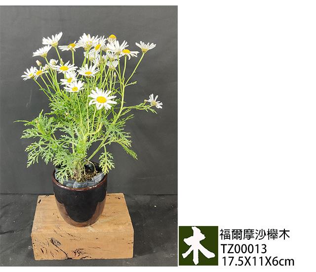 福爾摩沙紅櫸木