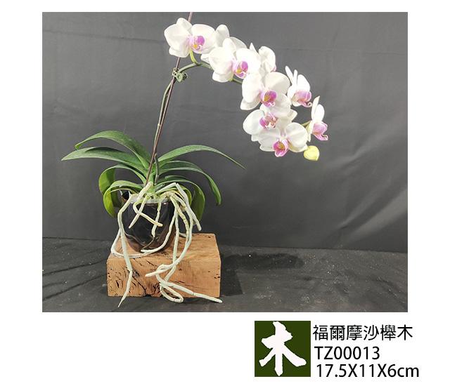 福爾摩沙紅櫸木
