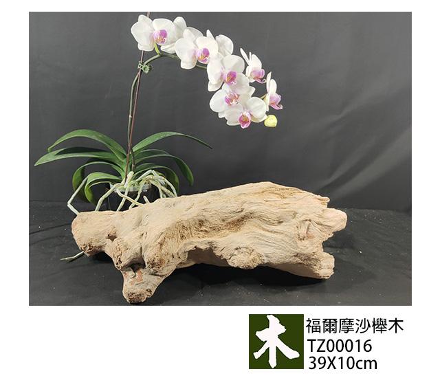福爾摩沙紅櫸木